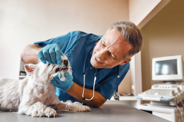 Best Emergency Dental Care for Abscessed Tooth in Agua Dulce, TX